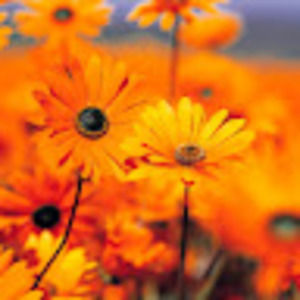 Meet your Posher, Fleur